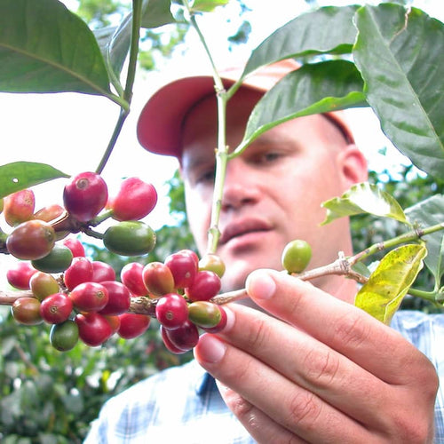 Hacienda La Esmeralda: Geisha. Kaffearten som forandret alt